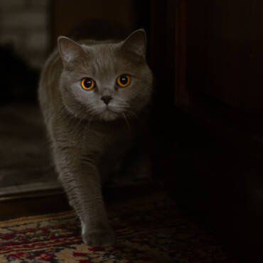 Pet 1