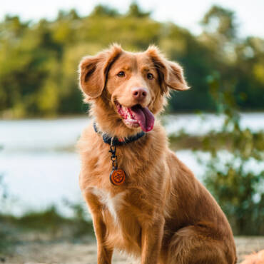 Pet 3