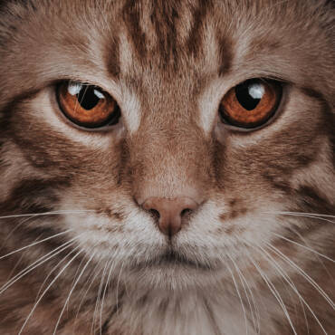 Pet 4