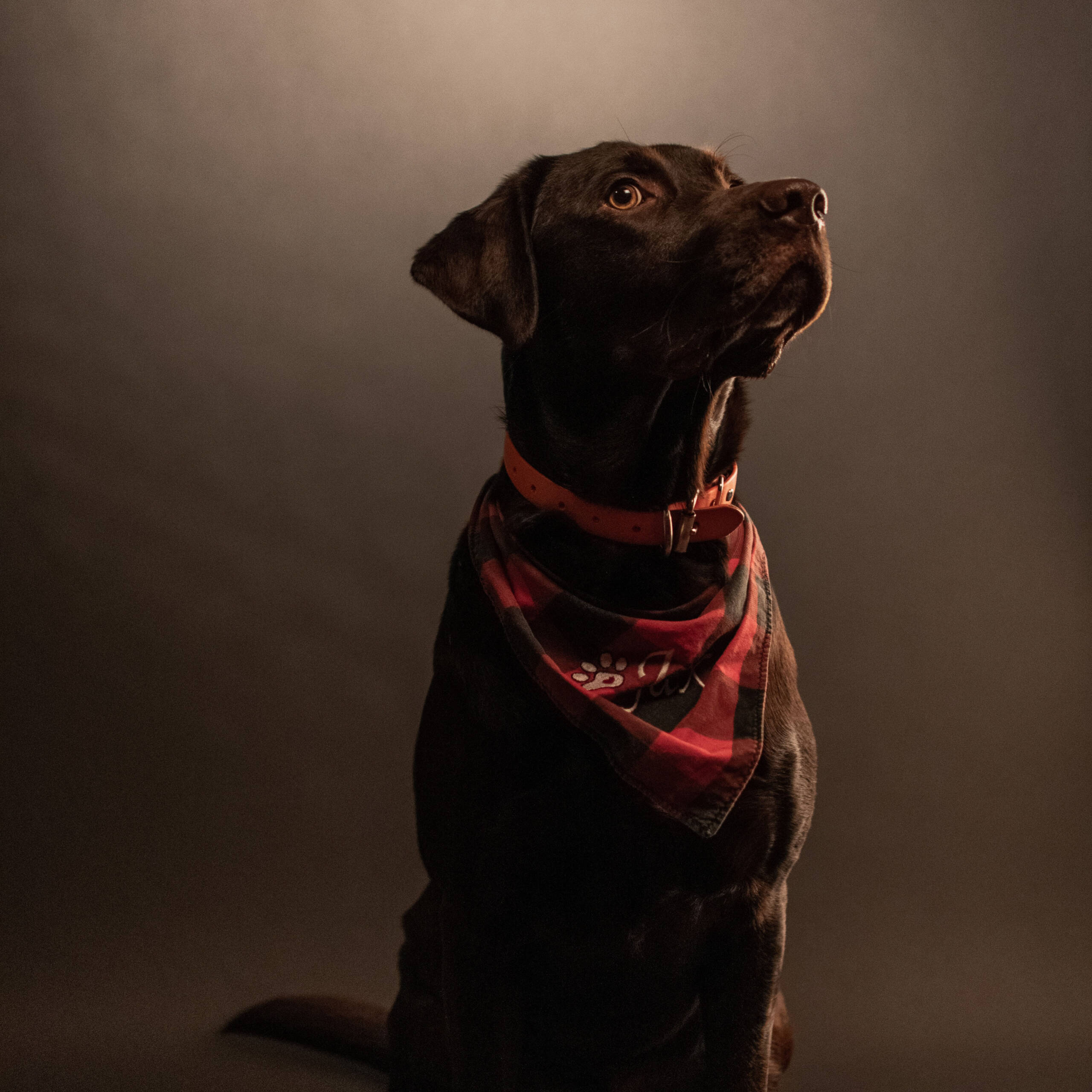 Pet 6