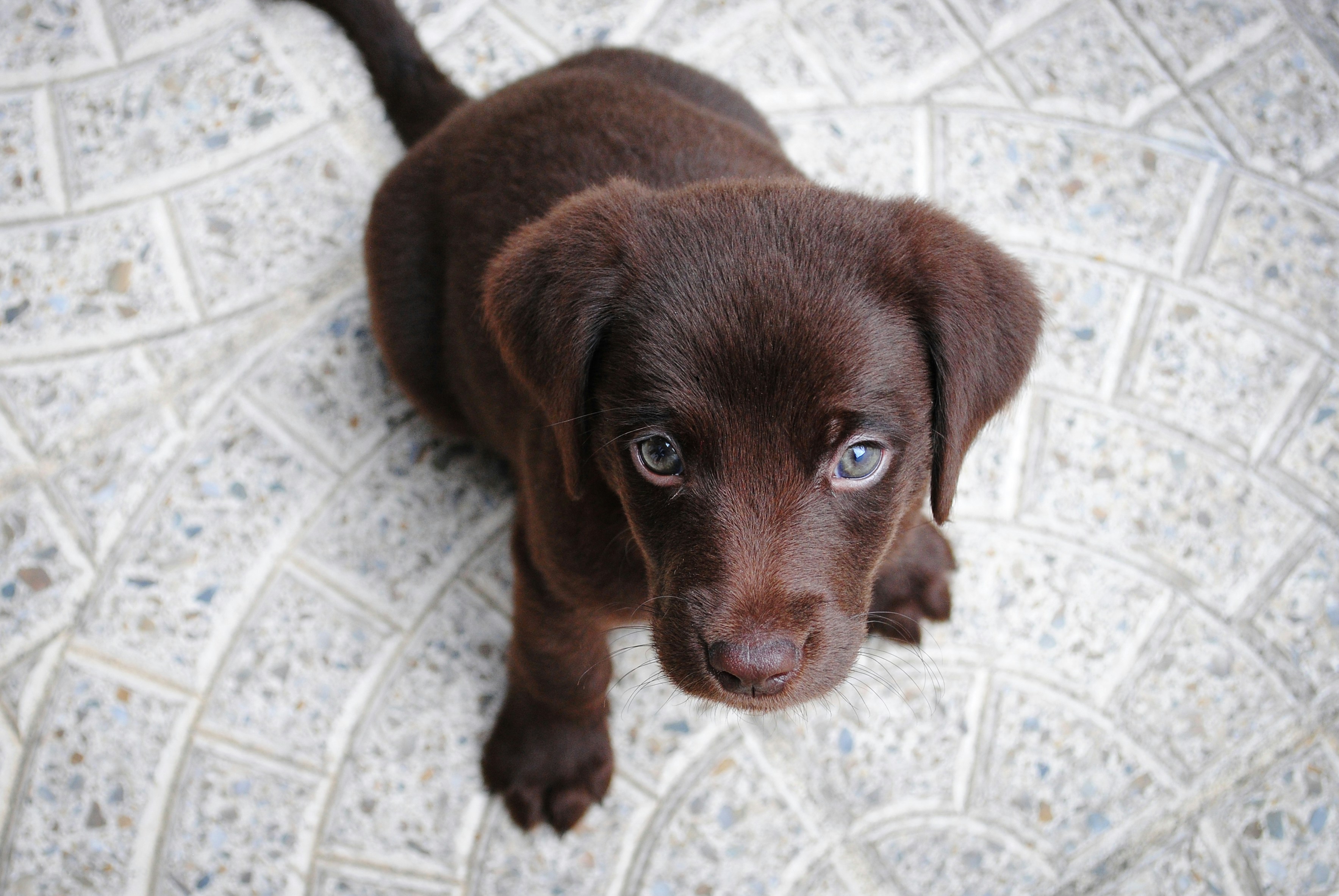 24/7 Pet Emergency